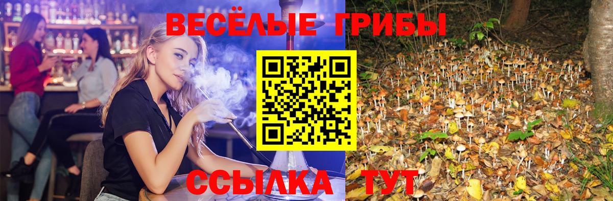 Псилоцибиновые грибы Psilocybe Котлас